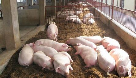 “三无饲料”害死大批猪仔，安徽一养殖户损失近百万