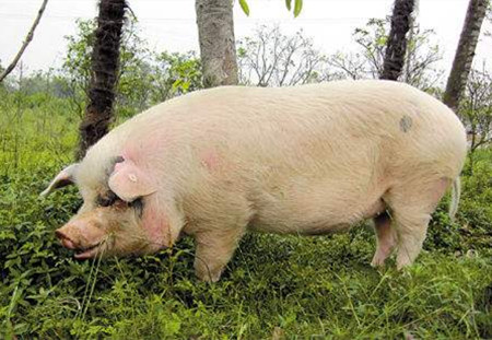 高产母猪营养与饲养问题与对策
