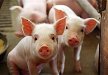 猪免疫抑制的常见因素与预防措施