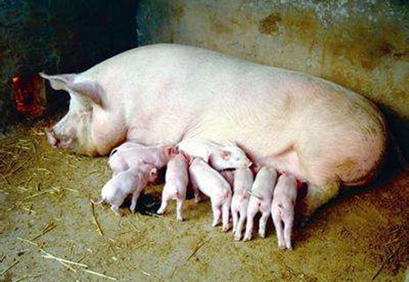 如何解决母猪产活仔数少的问题