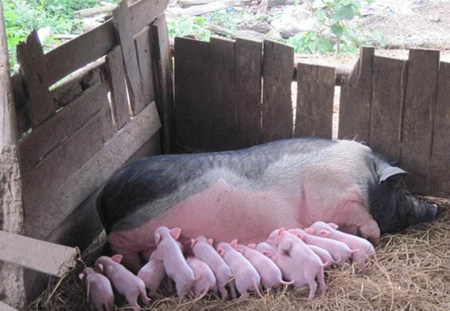 如何优化母猪繁殖力和情期受胎率