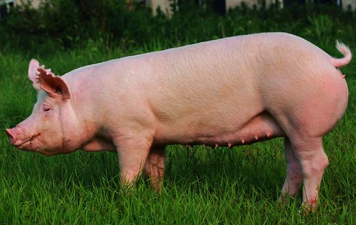 没有B超、试剂等设备，如何在配种后1个月鉴别母猪是否怀孕?
