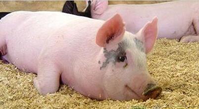猪价连续上涨压栏利润增大！万一是屠企的局呢？