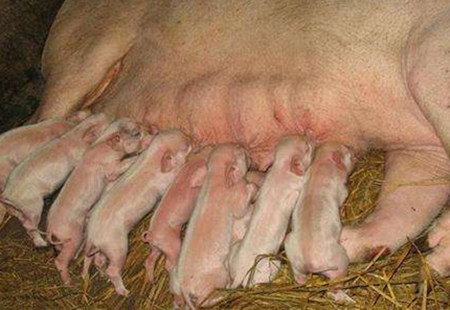 猪场什么样的母猪该淘汰？