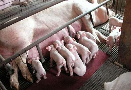 母猪产褥热―猪病症状