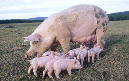 夏季母猪受胎率低的原因，夏季母猪受胎率低防范措施