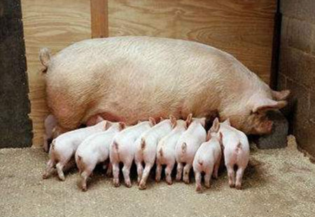 合理选择饲养模式提高母猪繁殖性能