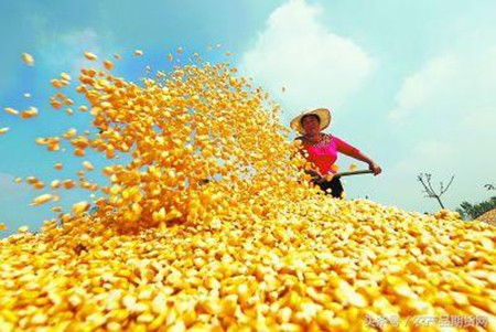 补贴再加码 玉米市场进入“高不成低不就”阶段