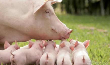 2017国家环保整治行动升级，没过环评的猪场危险了!