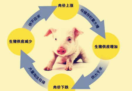 首个官方生猪价格指数发布，猪周期会消失？！