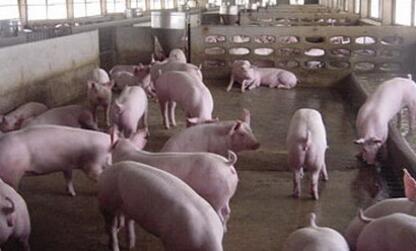 浙江：猪粪卖出猪肉价农民卖猪粪反赚100多万元