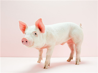 妊娠母猪营养摄入对窝产仔猪初生重均匀度的影响