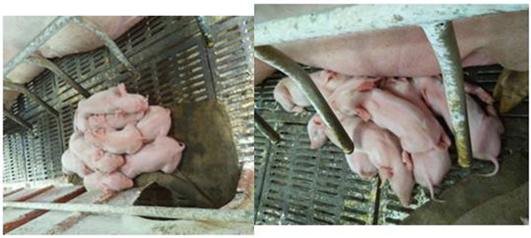 猪场如何来做好产房温湿度控制？