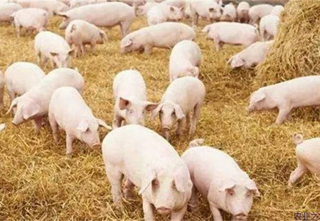 春季，猪呼吸道疾病综合征对猪群健康的影响