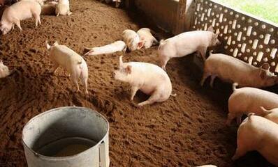 环保部长发话：17年养猪业清拆整治行动将越发严格