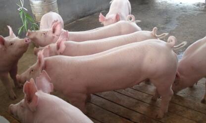 环保高压下，各省养猪出奇招，你更喜欢哪个？