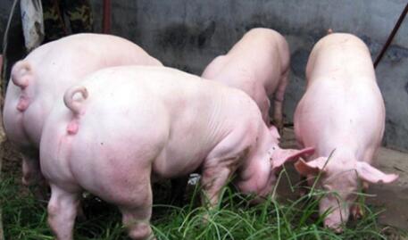 农业部印发国家高致病性猪蓝耳病及猪瘟防治指导意见