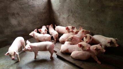 福建生猪养殖业补栏旺季不旺 福州猪价全省最高