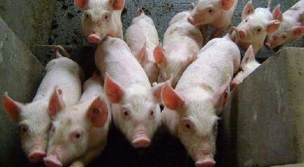 养猪人：4月份猪价即将回升 小猪价格有望上涨局势