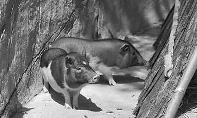 围观！克隆猪在深圳野生动物园首次展出受追捧