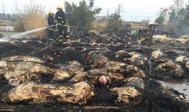 江苏徐州一猪圈附近起火 一百多头猪险变烤猪