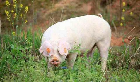 预计猪价三季度开始反弹上涨 生猪价格二季度下跌震荡