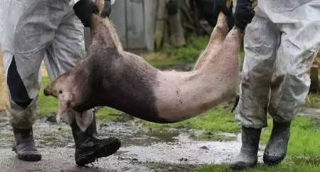 注意！俄罗斯警告爆发非洲猪瘟，极有可能蔓延至中国猪场