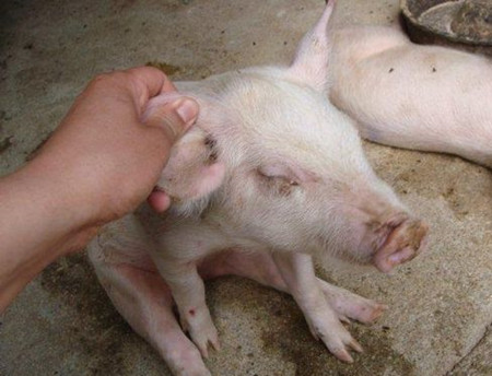 养猪人的感叹，现在的猪为什么这么多病？