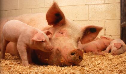 农业部：生猪产能未恢复 预计生猪价格5月前后企稳