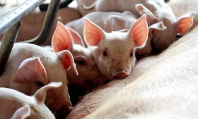 今日猪价分析：清明期间养猪市场行情并不乐观