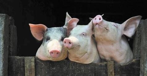 农业部预测生猪价格5月份将回稳上涨，到底可信吗？