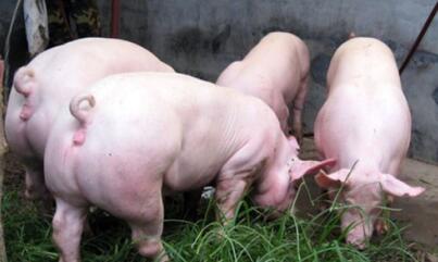 猪源供应量偏低，养殖户有惜售心理，猪价下跌有阻力
