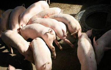 猪价在7.5-8元/斤震荡调整，需特别关注养殖成本情况