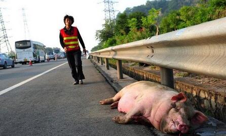 运猪车在高速公路上发生侧翻 一车30头猪死伤过半