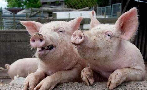 生猪禁养与收储冻猪肉，会不会带动猪价上涨？