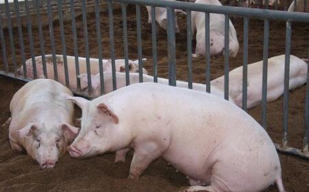 村民投诉养猪场恶臭难忍 环保部门责令整改