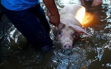 一养殖场因连日暴雨被淹 100余头生猪受困