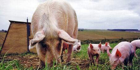 分析师预测：猪价将在五月下旬迎来触底反弹