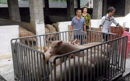 猪贩子非法改装称猪磅，偷去百头猪千余斤重量