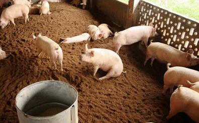 养猪巨头大营收的背后，可能促成18年猪价的深渊！