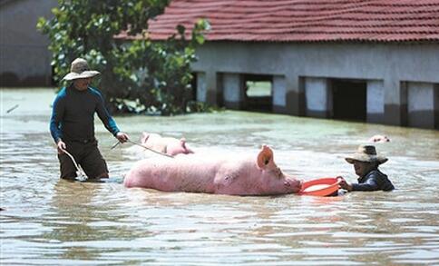 连日暴雨，湖北猪场又遭水淹，100余头生猪被困