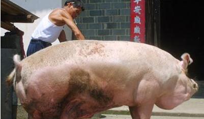 目前猪市供大于求？大体重猪可能成为压价的借口！