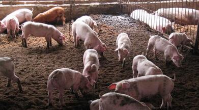 今年一季度生猪价格呈“阶梯式下滑” 降幅达14.29%