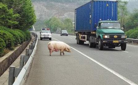 湖北高速上货车车尾掉下一头猪 被摔得口吐白沫