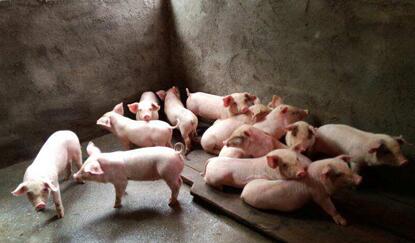 2017年猪价将有新情况，养殖户们提高警惕！