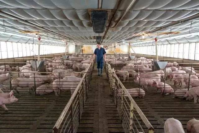 双汇旗下美国猪肉生产商Smithfield计划在猪身上培育人体器官