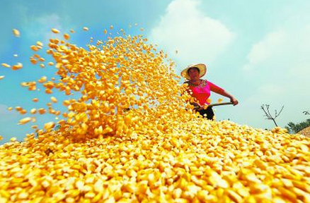 5月玉米价格将会分化　玉米拍卖将主导市场