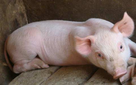 国内猪价逼近15元/公斤 养殖户防线或崩溃 价格继续回落！