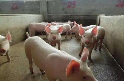 养殖户：现在生猪供应端多少还是有些乱象的局面