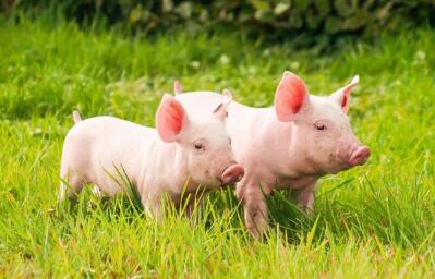 2017年生猪养殖“猪周期”即将结束，猪价行情大振荡！